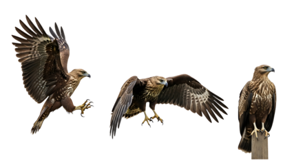 Collection of three majestic brown eagles in different poses.