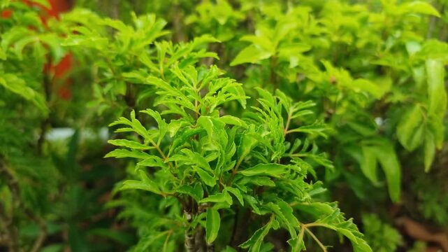 Polyscias fruticosa features finely divided green leaves that add texture, elegance, and tropical calmness to any space.