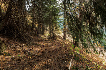 path in the woods