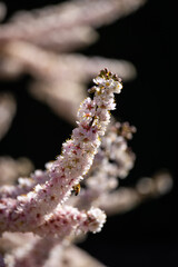 Beautiful white flowers bloom in springtime.