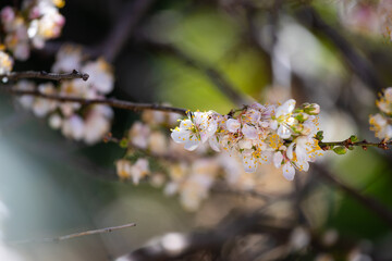 Beautiful view of blooming white flowers.