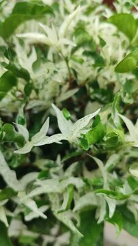 Delicate white Wrightia religiosa blooms exude purity and calm, bringing serene tropical beauty to every garden space.
