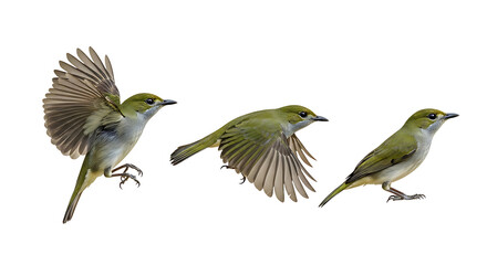 Three small green birds in various stages of flight and perching captured against a clean white background.