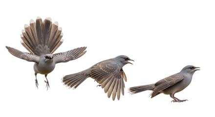 Three stages of a bird in flight and landing sequence isolated on white.