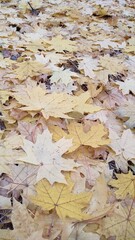 Yellow Maple Leaves On The Ground In Autumn Forest Close Up