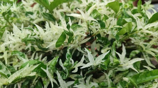 Delicate white Wrightia religiosa blooms exude purity and calm, bringing serene tropical beauty to every garden space.
