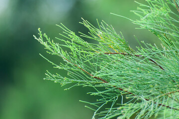 Tamarix gallica subsp. gallica grows after flowering in late August. Tamarix gallica, the French...