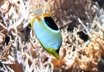 Tropical fish swimming on coral reef
