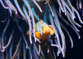 A clown fish swimming in a coral reef