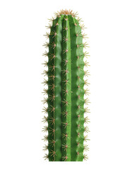 Naklejka premium Bright Green Cactus Spines, Glossy 3D Realism with Transparent Background, Design Element