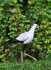 A secretary bird walking
