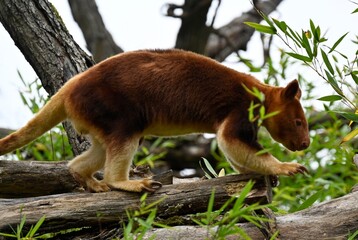 A Goodfellow´s Tree Kangaroo  walking on a tree