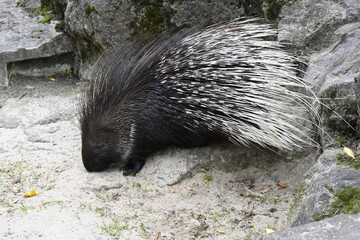 a porcupine walk for food