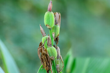 Canna flaccida (Bandanna of the everglades) biksisn yellow flower, Canna flower 'Yellow King Humbert' or also known as Canna lily.