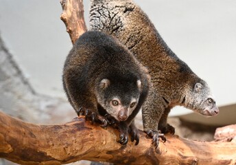 A bear cuscus on a branch