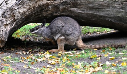 A yellow-footed rock-wallaby