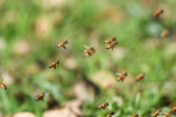 巣箱の周りを飛び交うミツバチ
