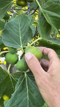 personal perspective, close up of hand picking ripe fig off fig tree full of fruit