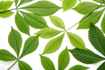 Bunch of green leaves are on a white background