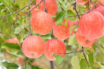 収穫期の信州リンゴ