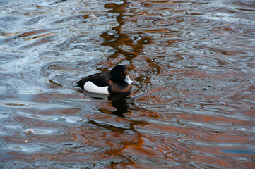 Crested duck. Two black crested ducks in a pond. Crested ducks in winter in the Netherlands