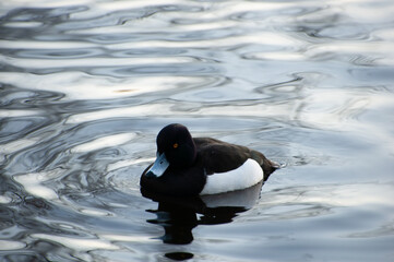 Crested duck. Two black crested ducks in a pond. Crested ducks in winter in the Netherlands