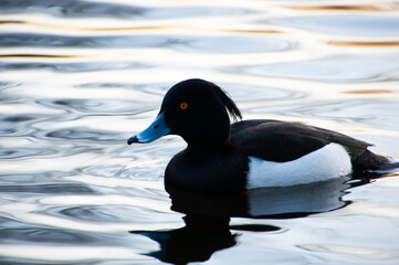 Crested duck. Black crested duck in a pond. Duck in wintering in the Netherlands