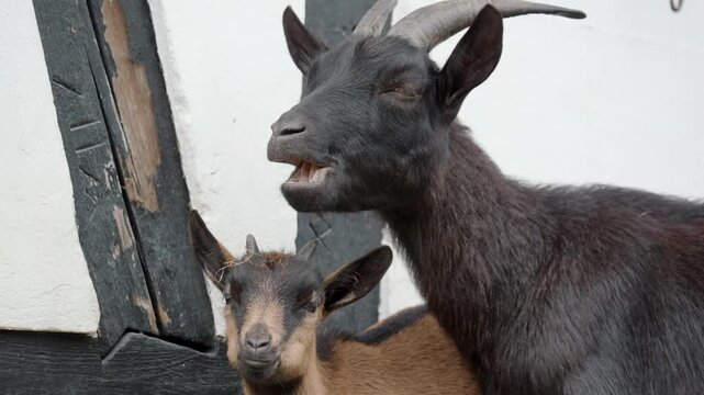Two Domestic Goats with Small Horns, Cute Kid Goat with its Parent.