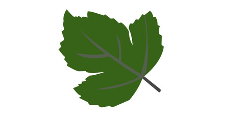 A vibrant green oak leaf isolated on a white background, perfect for a nature, plant, tree, or summer foliage macro detail.