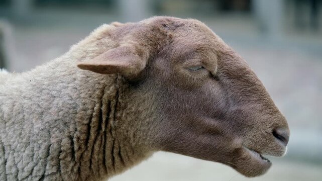 Close-Up Portrait of a Domestic Sheep