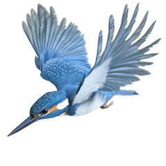 Belted Kingfisher Bird Flying full body view isolated on white or transparent background