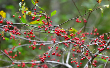 真っ赤なズミの実