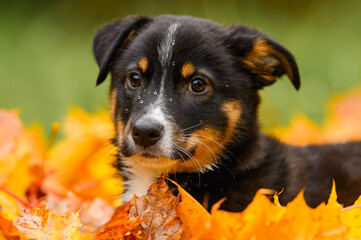 A red-haired mongrel puppy walks in the park. A mixed-breed, a dachshund and a Labrador. A happy domestic dog of no breed.
A stray dog ​​in the park. Autumn, leaves, grass.