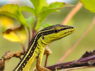 
Close-up of a vibrant green lizard resting on a branch surrounded by fresh leaves in daylight.