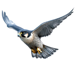Peregrine Falcon Bird Flying full body view isolated on white or png transparent background