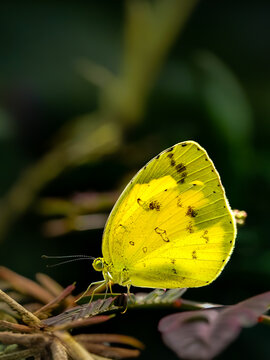butterfly pearching on leaf