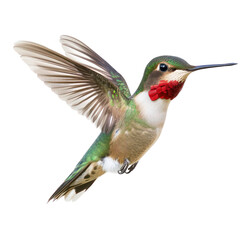 Ruby throated Hummingbird full body view isolated on white or transparent background
