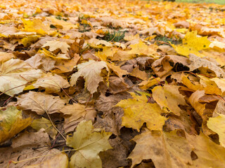 A pile of yellow and brown leaves laying on the ground