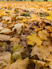 A pile of yellow leaves laying on the ground in a park