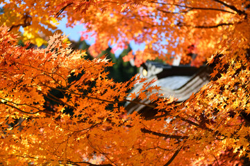 赤く染まる境内