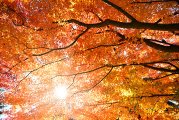 赤く染まる楓と木漏れ日