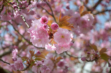 Kirschblüte im Detail