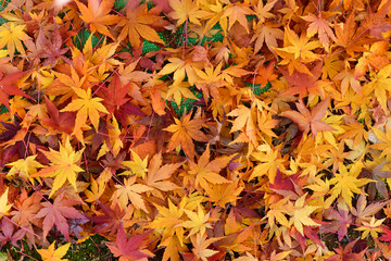 秋の紅葉落ち葉