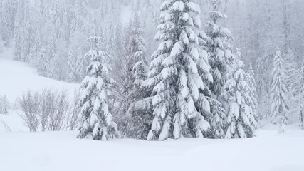 Evergreen trees standing in a tranquil landscape during a winter snowstorm and heavy blizzard. Heavy snowfall covering a peaceful pine forest - Powered by Adobe