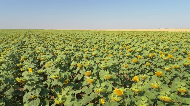 Close Aerial view of a Sunflower field in a europe agriculture on a sunny day, drone 4k view, high rezolution high oleic
