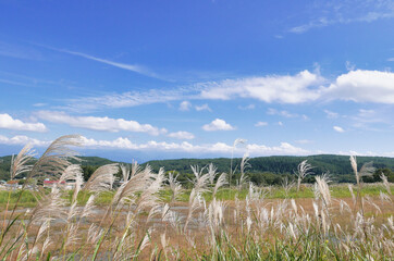 秋空とススキの穂