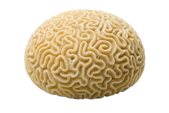 Close up of a textured beige brain coral specimen isolated on transparent background