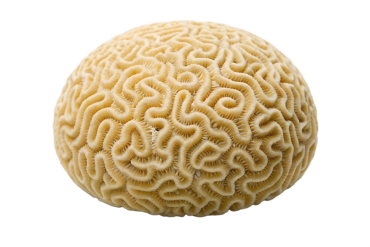 Close up of a textured beige brain coral specimen isolated on transparent background