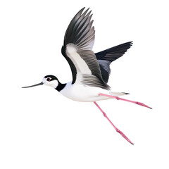 Black necked Stilt Bird Flying full body view isolated on white or png transparent background 