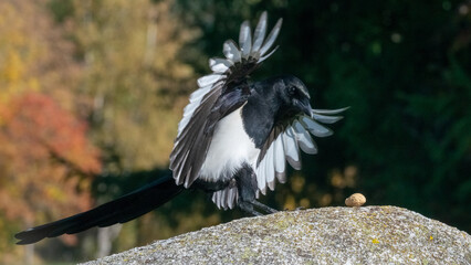Elster im Anflug auf Futterplatz